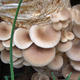 Image for article titled The Technology That Will Build Our Future May Be Found In Mushrooms